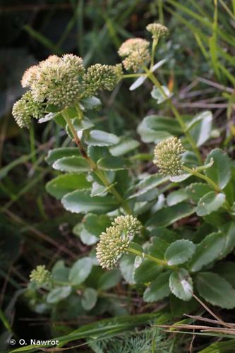 <i>Hylotelephium maximum</i> (L.) Holub, 1978 © O. Nawrot