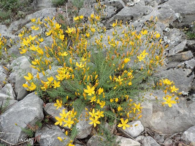 <i>Hypericum coris</i> L., 1753 © H. TINGUY