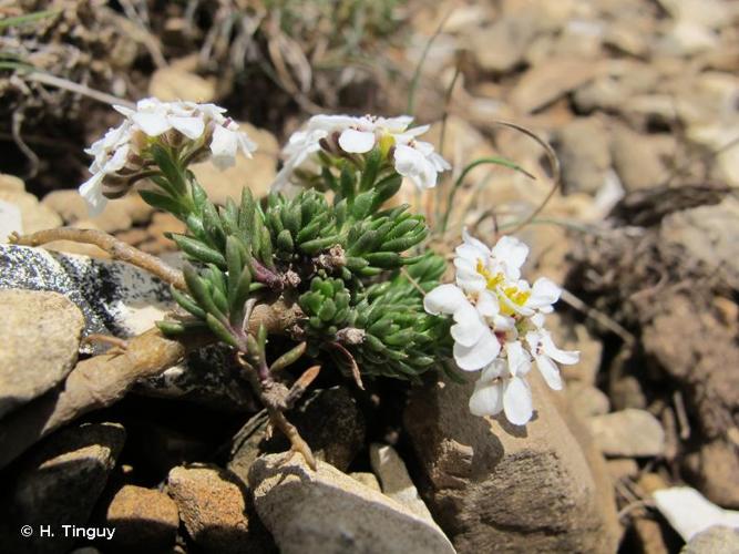 <i>Iberis ciliata</i> All., 1789 © H. Tinguy