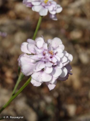 <i>Iberis linifolia</i> L., 1759 © P. Rouveyrol