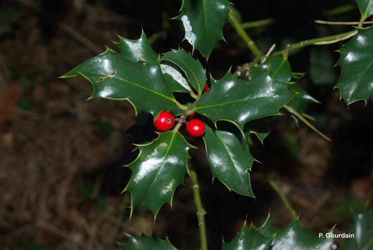 <i>Ilex aquifolium</i> L., 1753 © P. Gourdain