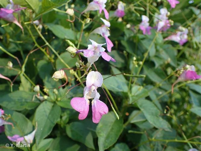 <i>Impatiens balfourii</i> Hook.f., 1903 © 