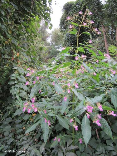 <i>Impatiens glandulifera</i> Royle, 1833 © P. Rouveyrol