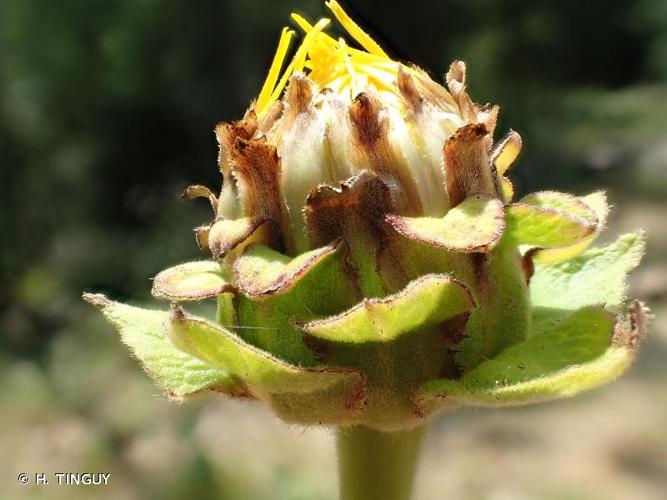 <i>Inula helenium</i> L., 1753 © H. TINGUY