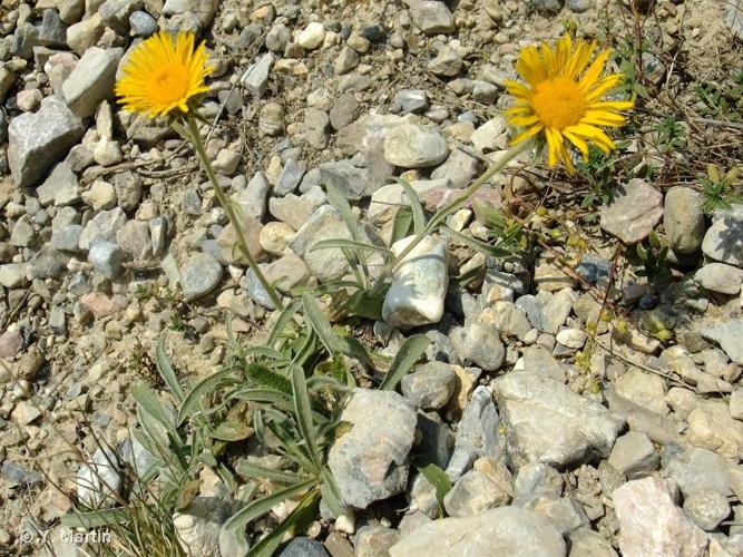 <i>Inula montana</i> L., 1753 © 