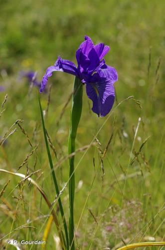 <i>Iris latifolia</i> (Mill.) Voss, 1895 © P. Gourdain