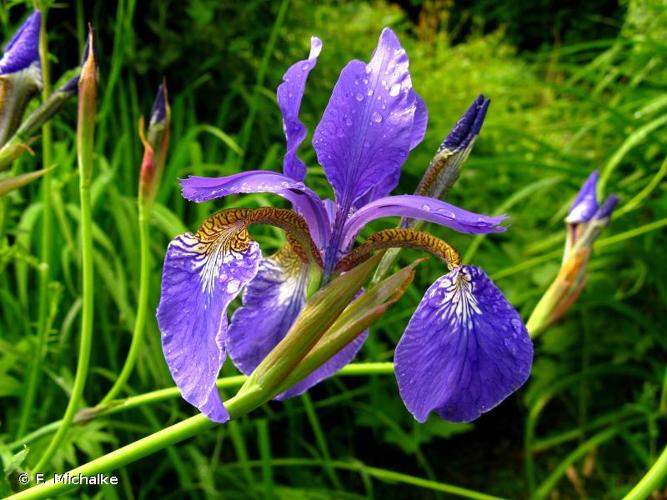 <i>Iris sibirica</i> L., 1753 © F. Michalke