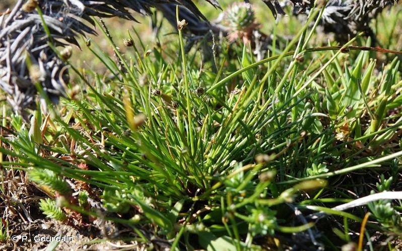 <i>Isolepis cernua</i> (Vahl) Roem. & Schult., 1817 © P. Gourdain