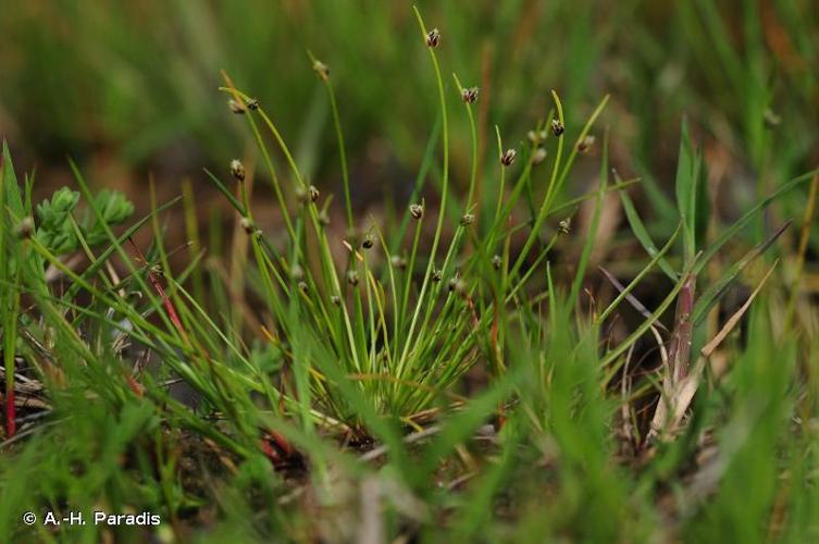 <i>Isolepis setacea</i> (L.) R.Br., 1810 © A.-H. Paradis