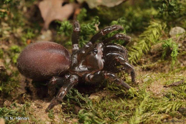 <i>Atypus affinis</i> Eichwald, 1830 © N. Henon