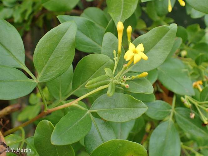 <i>Jasminum odoratissimum</i> L., 1753 © 