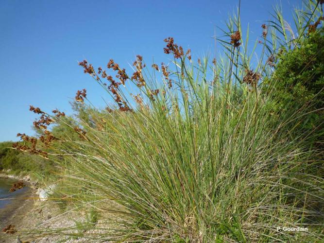 <i>Juncus acutus</i> L., 1753 © P. Gourdain