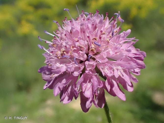 <i>Knautia collina</i> Heynh., 1840 © H. TINGUY