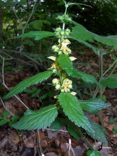 <i>Lamium galeobdolon</i> (L.) L., 1759 © P. Gourdain