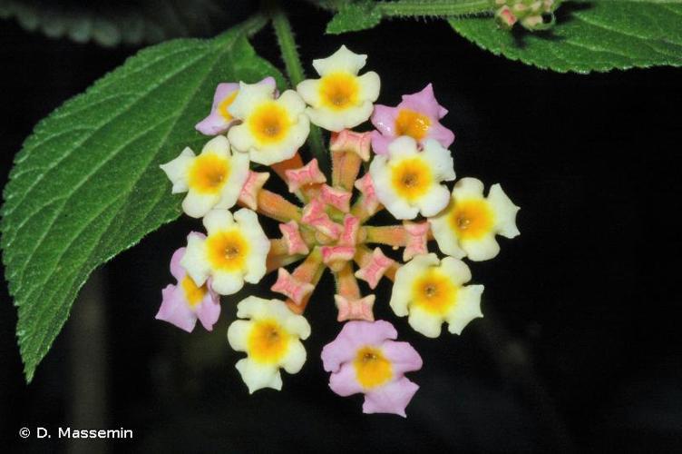 <i>Lantana camara</i> L., 1753 s.l. [nom. et typ. cons.] © D. Massemin