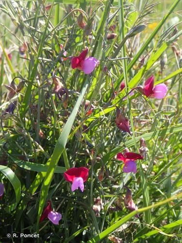 <i>Lathyrus clymenum</i> L., 1753 © R. Poncet