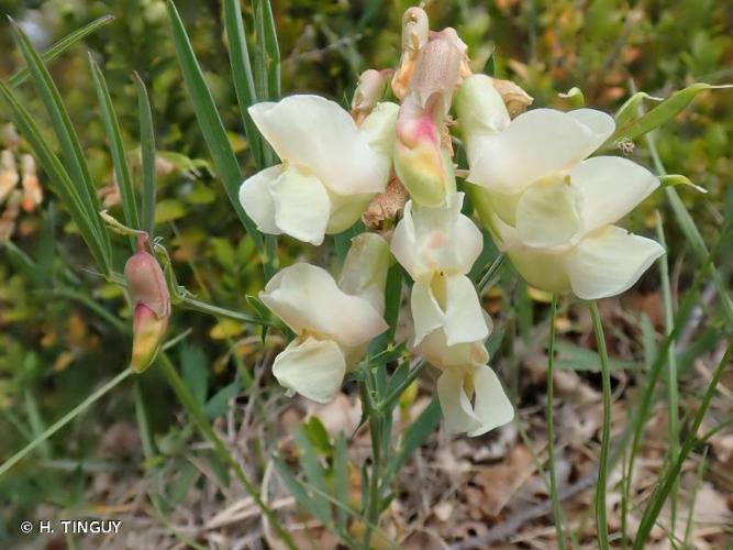 <i>Lathyrus pannonicus</i> (Jacq.) Garcke, 1863 © H. TINGUY