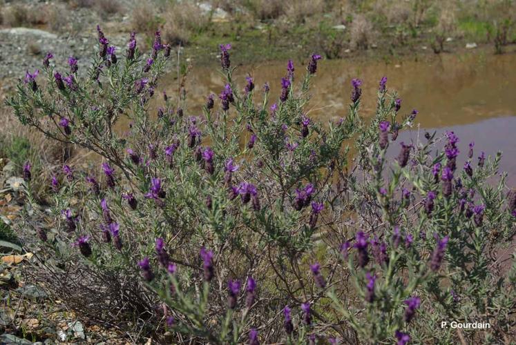 <i>Lavandula stoechas</i> L., 1753 © P. Gourdain