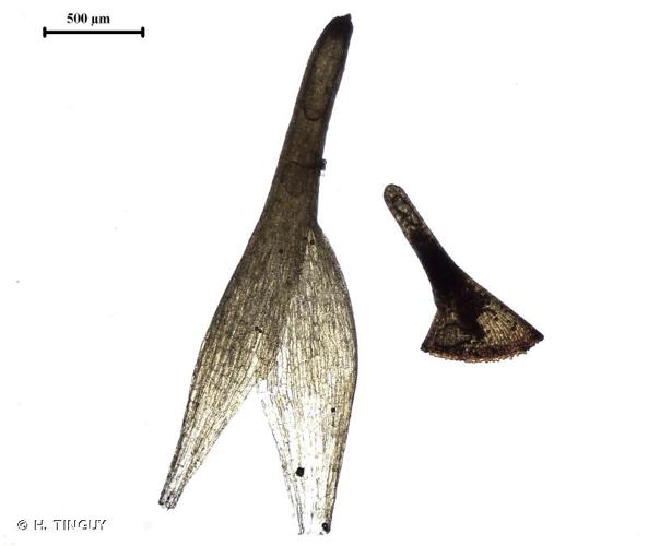 <i>Cynodontium strumiferum</i> (Hedw.) Lindb., 1864 © H. TINGUY