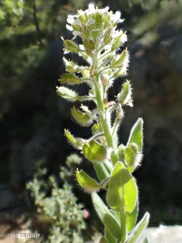 <i>Lepidium hirtum</i> (L.) Sm., 1818 © H. TINGUY