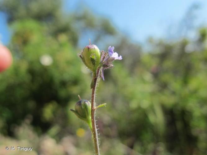 <i>Linaria micrantha</i> (Cav.) Hoffmanns. & Link, 1813 © H. Tinguy