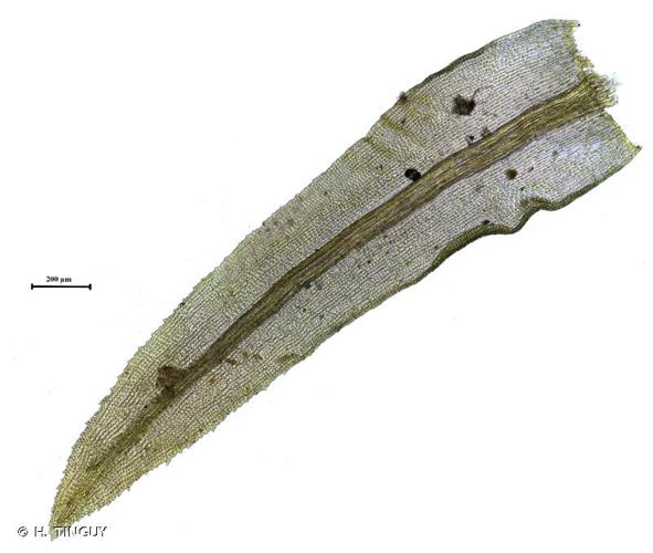 <i>Dichodontium pellucidum</i> (Hedw.) Schimp., 1856 © H. TINGUY