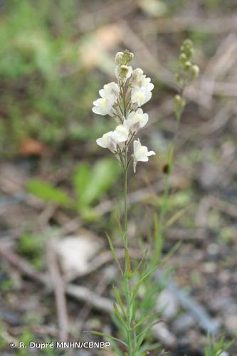 <i>Linaria </i>x<i> sepium</i> Allman, 1843 © R. Dupré MNHN/CBNBP