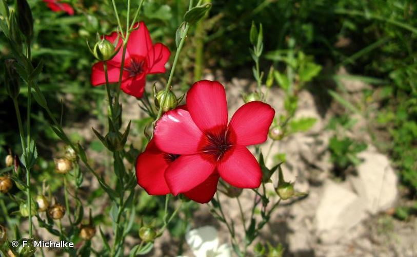 <i>Linum grandiflorum</i> Desf., 1798 © F. Michalke