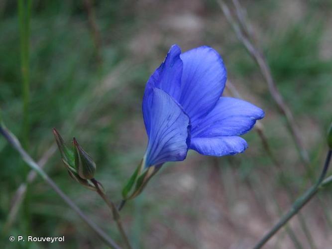 <i>Linum narbonense</i> L., 1753 © P. Rouveyrol