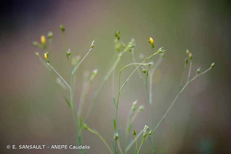 <i>Linum trigynum</i> L., 1753 © E. SANSAULT - ANEPE Caudalis