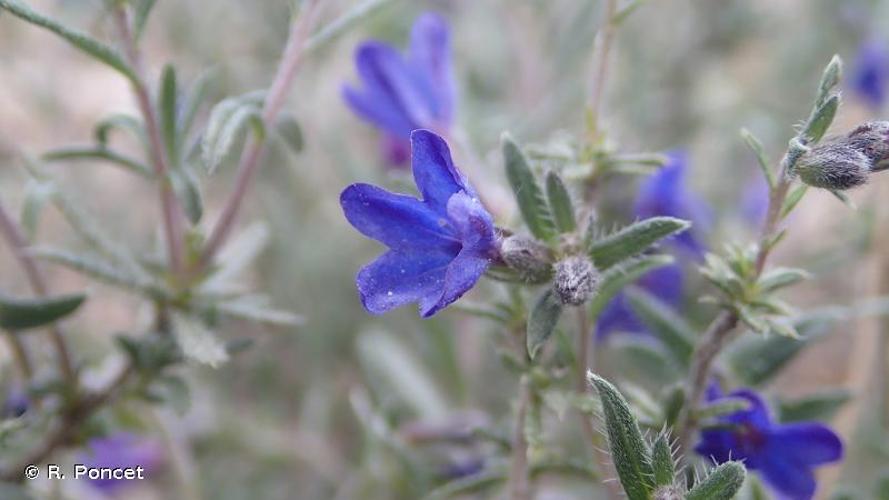 <i>Lithodora fruticosa</i> (L.) Griseb., 1844 © R. Poncet