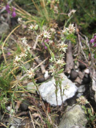 <i>Logfia minima</i> (Sm.) Dumort., 1827 © P. Rouveyrol