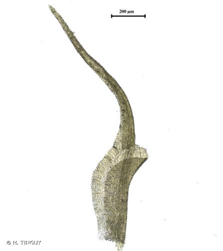 <i>Dicranella grevilleana</i> (Brid.) Schimp., 1856 © H. TINGUY