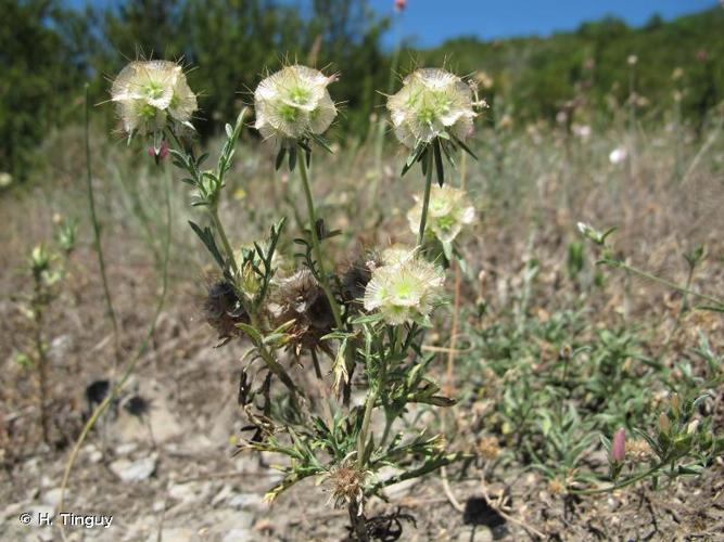 <i>Lomelosia stellata</i> (L.) Raf., 1838 © H. Tinguy