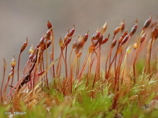 <i>Dicranella rufescens</i> (Dicks.) Schimp. © H. TINGUY