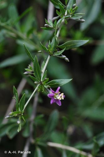 <i>Lycium barbarum</i> L., 1753 © A.-H. Paradis