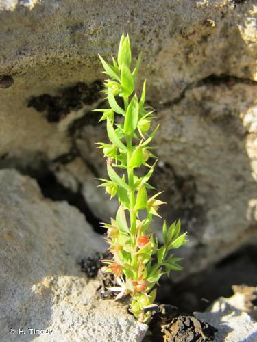 <i>Lysimachia linum-stellatum</i> L., 1753 © H. Tinguy