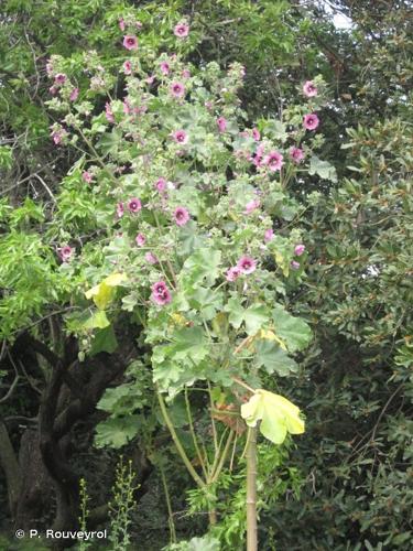 <i>Malva arborea</i> (L.) Webb & Berthel., 1837 © P. Rouveyrol