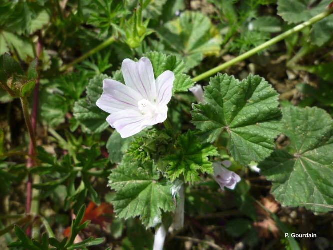 <i>Malva neglecta</i> Wallr., 1824 © P. Gourdain