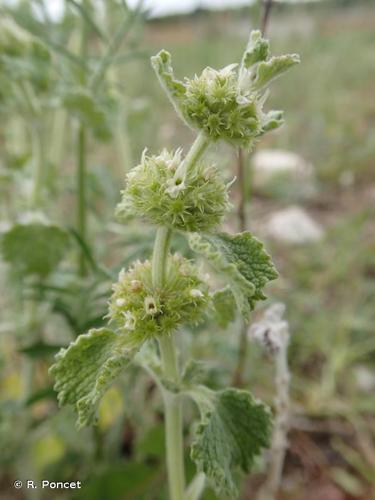 <i>Marrubium vulgare</i> L., 1753 © R. Poncet