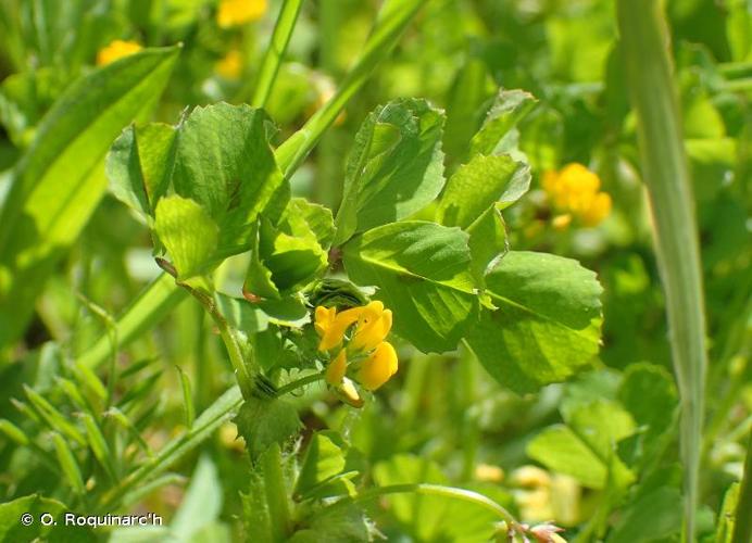 <i>Medicago arabica</i> (L.) Huds., 1762 © O. Roquinarc'h