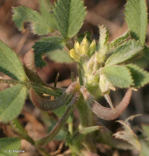 <i>Medicago monspeliaca</i> (L.) Trautv., 1841 © S. Filoche