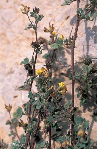 <i>Medicago polymorpha</i> L., 1753 © S. Filoche