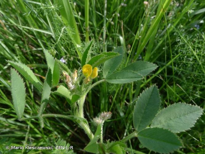 <i>Medicago scutellata</i> (L.) Mill., 1768 © Mario Klesczewski, CEN L-R