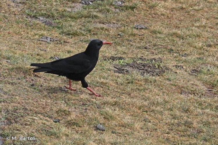 <i>Pyrrhocorax pyrrhocorax</i> (Linnaeus, 1758) © M. Bartoli