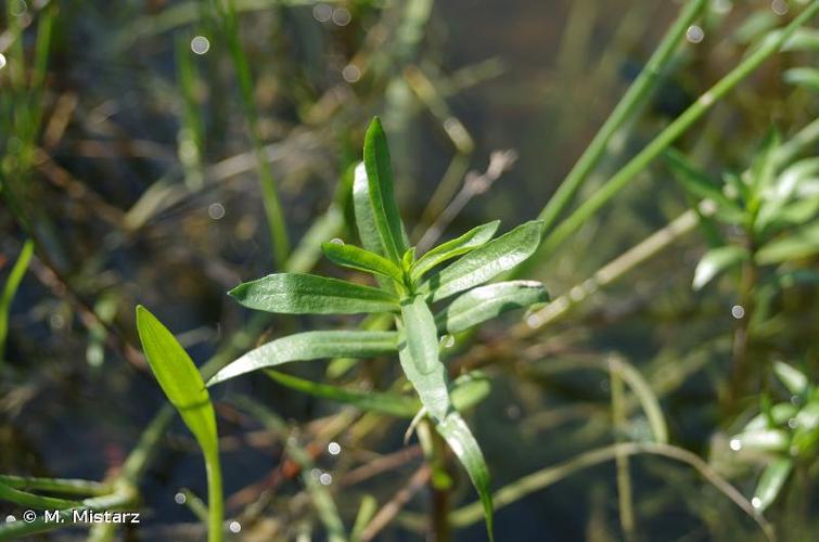 <i>Mentha cervina</i> L., 1753 © M. Mistarz