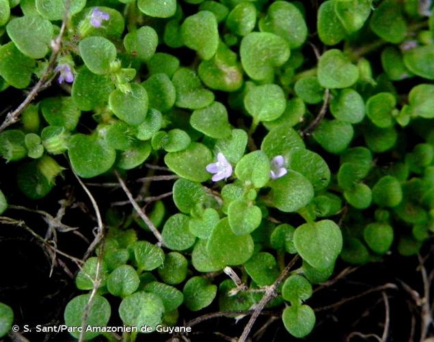 <i>Mentha requienii</i> Benth., 1834 © S. Sant/Parc Amazonien de Guyane