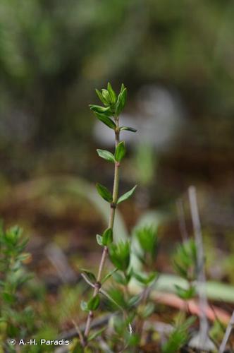 <i>Micromeria graeca</i> (L.) Benth. ex Rchb., 1831 © A.-H. Paradis