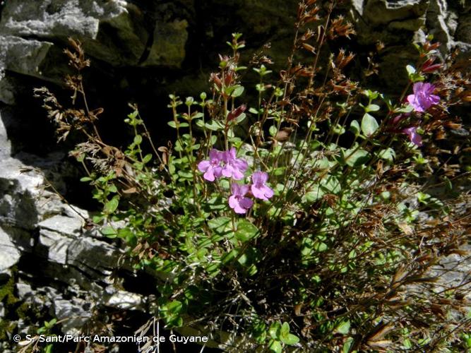 <i>Micromeria marginata</i> (Sm.) Chater, 1971 © S. Sant/Parc Amazonien de Guyane