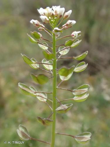 <i>Microthlaspi perfoliatum</i> (L.) F.K.Mey., 1973 © H. TINGUY